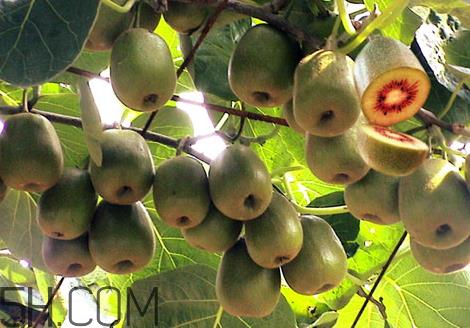 红心猕猴桃没熟能吃吗 红心猕猴桃没软能吃吗