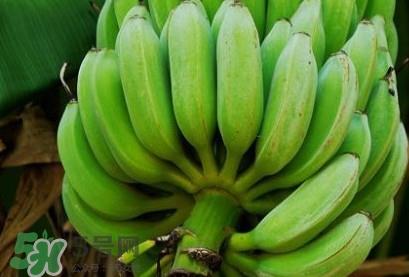芭蕉不熟可以吃吗?芭蕉怎么催熟 芭蕉不熟可以吃吗?芭蕉怎么催熟