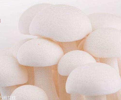 白玉菇的吃法 白玉菇能炖鸡吗? 白玉菇的吃法 白玉菇能炖鸡吗?