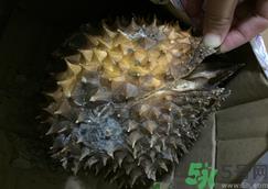 榴莲壳发霉了还能吃吗?榴莲壳发霉了里面的肉还能吃吗?.png 榴莲壳发霉了还能吃吗?榴莲壳发霉了里面的肉还能吃吗?.png