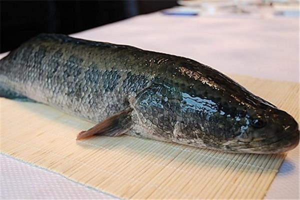 黑鱼适合宝宝吃吗 黑鱼适合什么人吃 黑鱼适合宝宝吃吗 黑鱼适合什么人吃