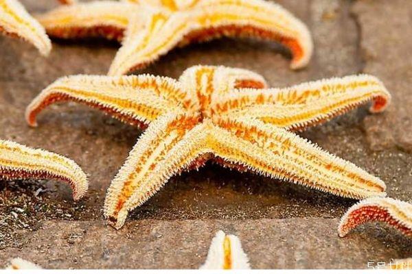 海星可以吃吗 海星有什么营养价值呢 海星可以吃吗 海星有什么营养价值呢