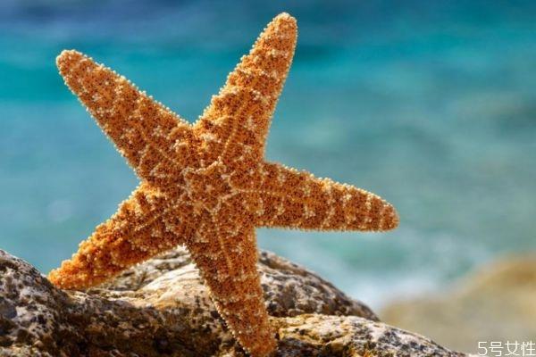 海星可以吃吗 海星有什么营养价值呢 海星可以吃吗 海星有什么营养价值呢