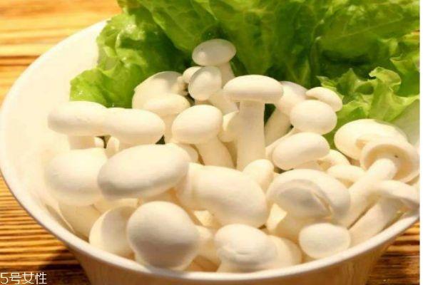 什么是白玉菇呢 白玉菇有什么功效呢 什么是白玉菇呢 白玉菇有什么功效呢