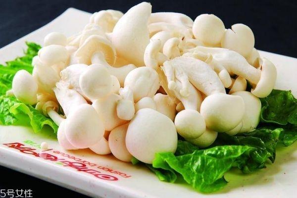 什么是白玉菇呢 白玉菇有什么功效呢 什么是白玉菇呢 白玉菇有什么功效呢