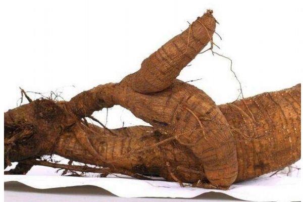 葛根主要分布的地区是哪里呢 吃葛根有什么好处呢 葛根主要分布的地区是哪里呢 吃葛根有什么好处呢