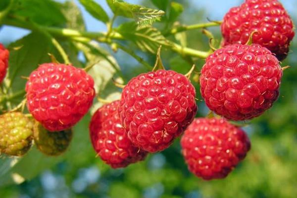 覆盆子是草莓吗 覆盆子和草莓的区别 覆盆子是草莓吗 覆盆子和草莓的区别