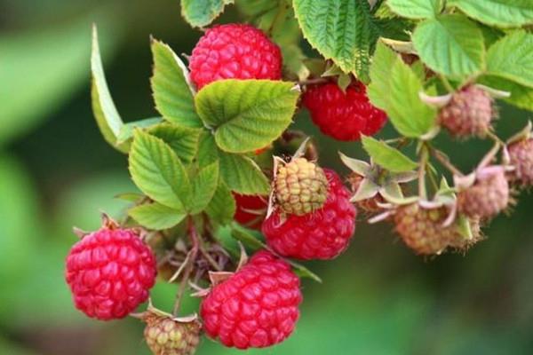覆盆子是草莓吗 覆盆子和草莓的区别 覆盆子是草莓吗 覆盆子和草莓的区别