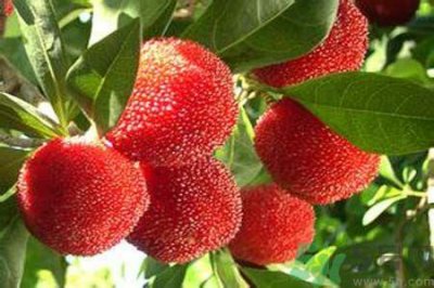 喉咙痛可以吃杨梅吗?喉咙痛吃杨梅好吗?