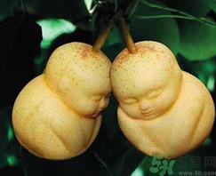 娃娃梨是怎么种出来的?娃娃梨为什么外形像娃娃? 娃娃梨是怎么种出来的?娃娃梨为什么外形像娃娃?