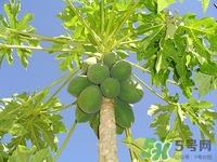 青木瓜怎么吃?青木瓜的功效与作用 青木瓜怎么吃?青木瓜的功效与作用