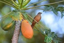 青木瓜怎么吃?青木瓜的功效与作用 青木瓜怎么吃?青木瓜的功效与作用