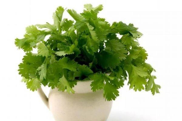 吃香菜会上火吗 吃香菜对男人有害处吗 吃香菜会上火吗 吃香菜对男人有害处吗