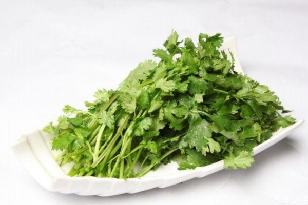 吃香菜会上火吗 吃香菜对男人有害处吗 吃香菜会上火吗 吃香菜对男人有害处吗