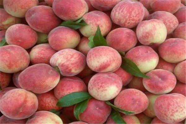 桃子的热量高吗 一般来说桃子的热量不高 桃子的热量高吗 一般来说桃子的热量不高