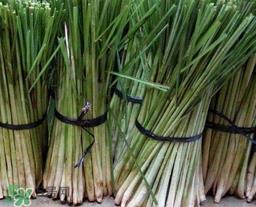 柠檬草的营养价值_柠檬草的功效与作用及食用方法