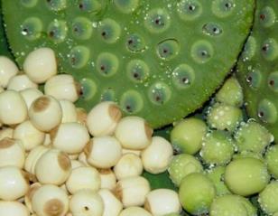 新鲜莲子什么时候有?新鲜莲子几月有? 新鲜莲子什么时候有?新鲜莲子几月有?