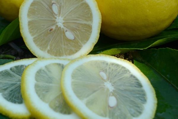 柠檬有甜的吗 有这个品种 柠檬有甜的吗 有这个品种