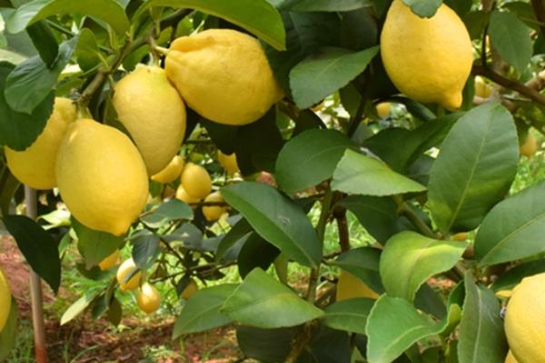 柠檬有甜的吗 有这个品种 柠檬有甜的吗 有这个品种