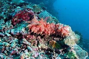 海参可以泡酒吗?海参泡酒有什么功效 海参可以泡酒吗?海参泡酒有什么功效