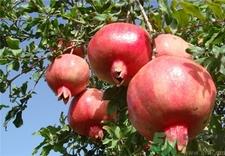 石榴籽能吃吗?吃石榴籽的功效与作用 石榴籽能吃吗?吃石榴籽的功效与作用