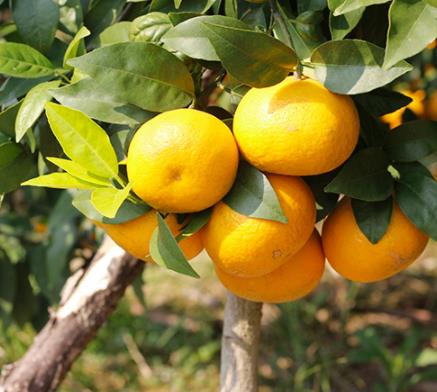 沃柑和砂糖桔的区别 沃柑和芦柑的区别 沃柑和砂糖桔的区别 沃柑和芦柑的区别