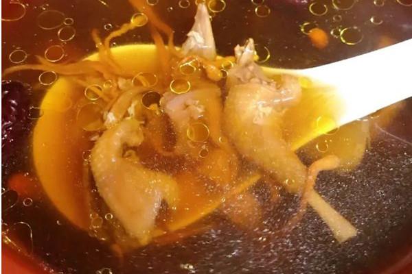 乳鸽汤和乌鸡汤哪个好 乳鸽汤的营养价值高吗 乳鸽汤和乌鸡汤哪个好 乳鸽汤的营养价值高吗