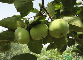 青柿子怎么去涩?青柿子为什么会涩? 青柿子怎么去涩?青柿子为什么会涩?