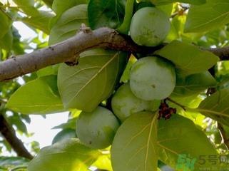 青柿子怎么去涩?青柿子为什么会涩? 青柿子怎么去涩?青柿子为什么会涩?