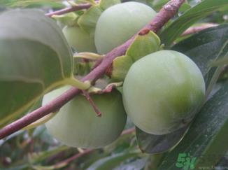 青柿子怎么去涩?青柿子为什么会涩? 青柿子怎么去涩?青柿子为什么会涩?