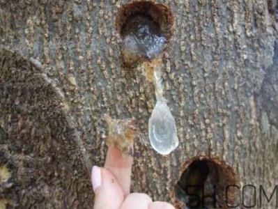 雪燕孕妇可以吃吗?雪燕的价格多少钱一斤