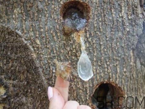 雪燕孕妇可以吃吗?雪燕的价格多少钱一斤 雪燕孕妇可以吃吗?雪燕的价格多少钱一斤