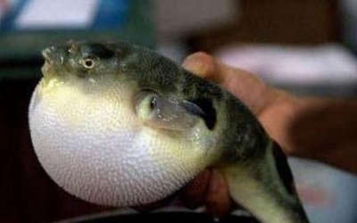 河鲀哪个部位有毒?河鲀哪个部位可以食用