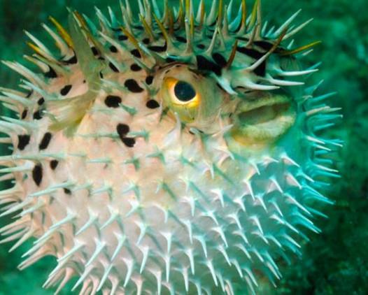 河鲀哪个部位有毒?河鲀哪个部位可以食用 河鲀哪个部位有毒?河鲀哪个部位可以食用