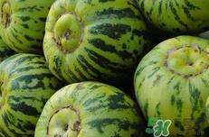 菜瓜到底是不是黄瓜? 菜瓜和黄瓜的区别 菜瓜到底是不是黄瓜? 菜瓜和黄瓜的区别