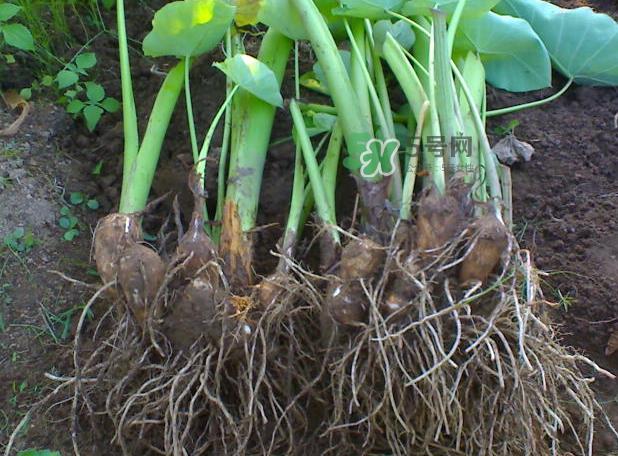 减肥可以吃芋头吗?芋头热量高吗? 减肥可以吃芋头吗?芋头热量高吗?