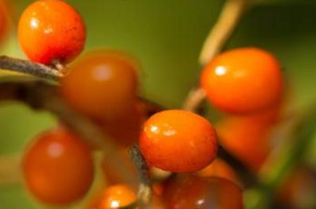 沙棘茶什么时候喝最好 沙棘茶的饮用最佳时间 沙棘茶什么时候喝最好 沙棘茶的饮用最佳时间