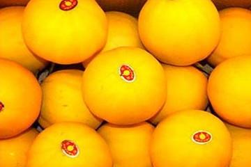 伊丽莎白瓜不能和什么一起吃 伊丽莎白瓜什么人不能吃 伊丽莎白瓜不能和什么一起吃 伊丽莎白瓜什么人不能吃