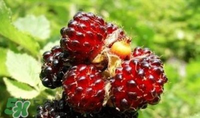 ​野草莓就是覆盆子吗？覆盆子和野草莓的区别