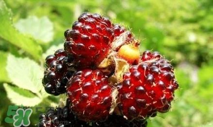 野草莓就是覆盆子吗?覆盆子和野草莓的区别 野草莓就是覆盆子吗?覆盆子和野草莓的区别