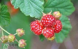 野草莓就是覆盆子吗?覆盆子和野草莓的区别 野草莓就是覆盆子吗?覆盆子和野草莓的区别