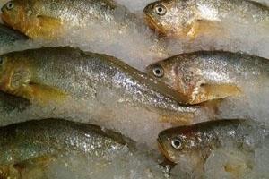 黄花鱼是淡水鱼还是咸水鱼 海洋中长大的一种鱼 黄花鱼是淡水鱼还是咸水鱼 海洋中长大的一种鱼