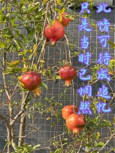 ​此情可待成追忆，只是当时已惘然