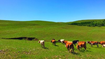 必看!北京去坝上草原自由行攻略,多种交通出行方式供选择!