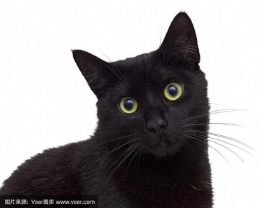 养猫小白上手!新手养猫超全攻略,建议收藏