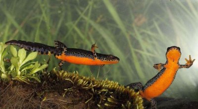 ​福建水生动物有哪些，福建洄游鱼类有哪些？