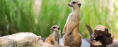 ​獴是什么动物