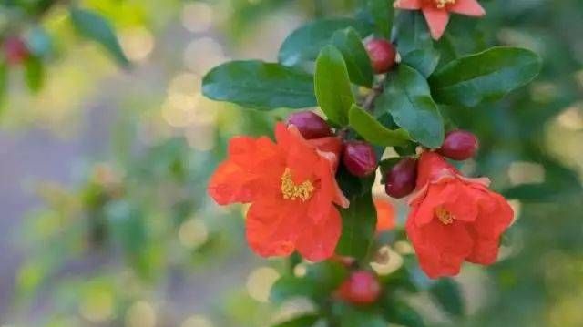 西安的市花是什么花