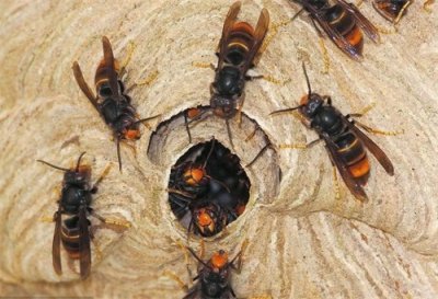 ​马蜂入宅有什么预兆？农村人一定要知道，了解不吃亏