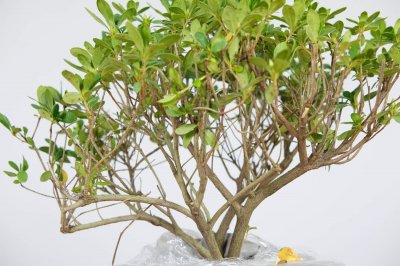 ​北方杜鹃花怎么养（家庭养法）